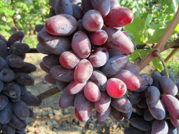 Виноград сорта «рошфор», описание с фото и видео