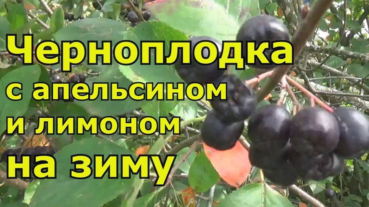 Черноплодная рябина на зиму - 5 рецептов приготовления с фото пошагово