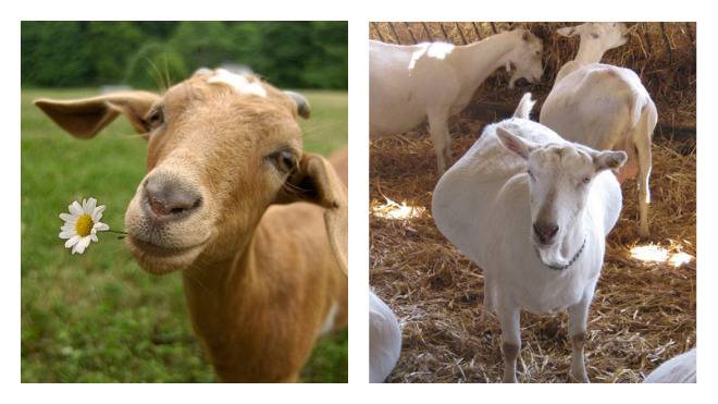 Как определить беременность козы