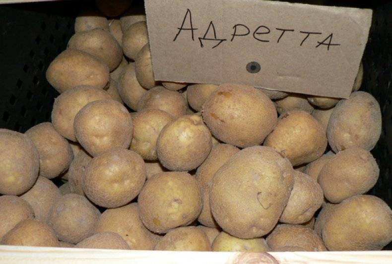 Сорт картофеля «адретта»: характеристика, описание, урожайность, отзывы и фото