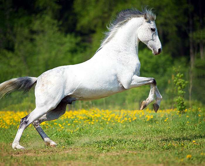 Порода лошадей – андалузская: история, описание, уход, содержание и цели разведения