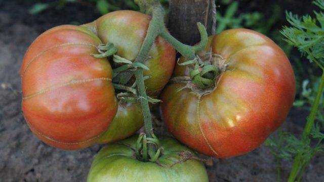 Деликатесный томат «сладкое чудо» : описание сорта и секреты выращивания