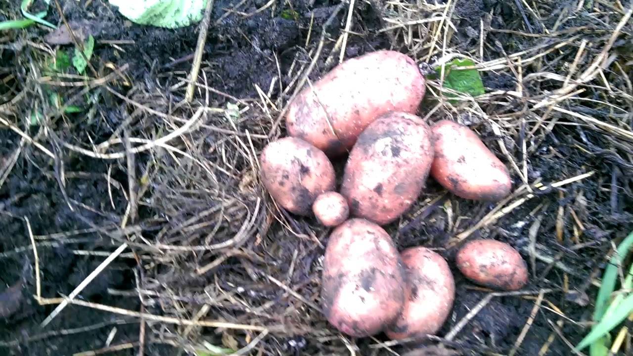 Как правильно выращивать и ухаживать за картофелем на даче?