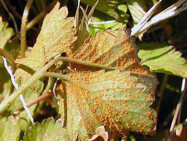 Причины появления скрученных листьев у клубники