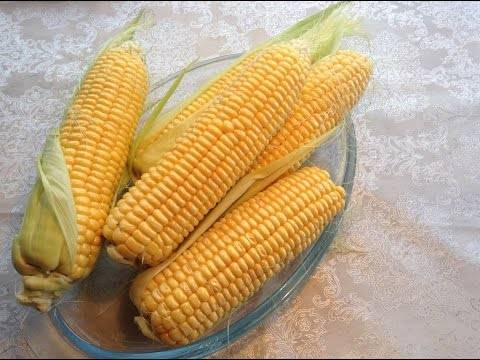 Интенсивная технология возделывания кукурузы на силос