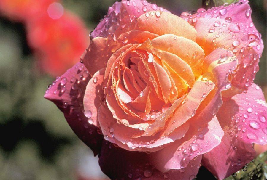 Розы для начинающих садоводов: 10 популярных сортов