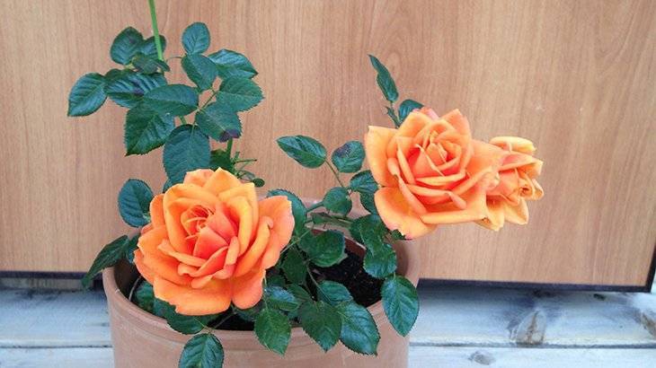 Описание сортов комнатных роз, как выращивать и ухаживать дома в горшке