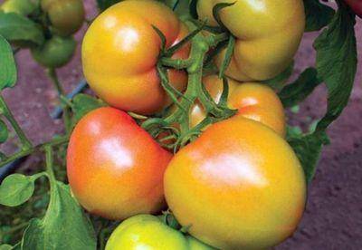 Сортовые особенности томата фенда
