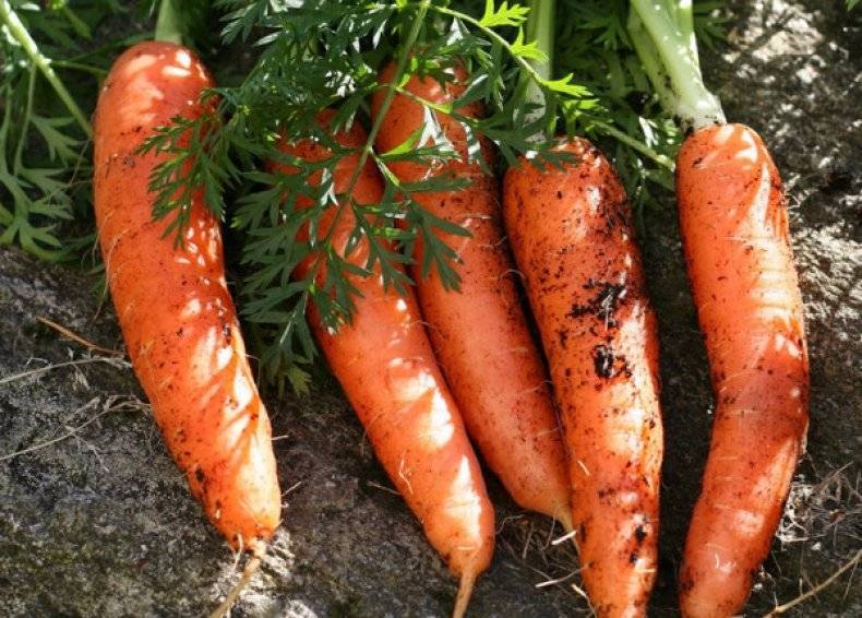 Морковь «канада f1»: описание гибридного сорта, фото и отзывы