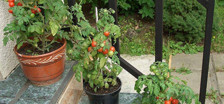 Не требовательный гибрид для открытого грунта — томат семко 2010: характеристики сорта и описание, отзывы об урожайности