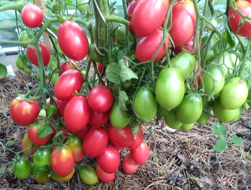 Фото, видео, отзывы, описание, характеристика, урожайность сорта помидор «яблоки на снегу».