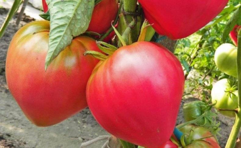 Секреты выращивания ароматных томатов бифселлер розовый f1 — подробное описание сорта