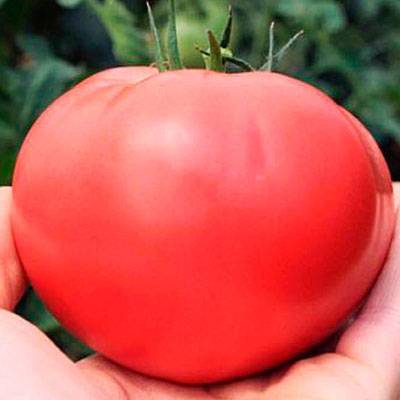 Описание томата тарпан: вкус, цвет, урожайность, назначение