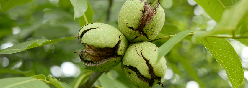 Как выращивать и особенности сорта ореха идеал