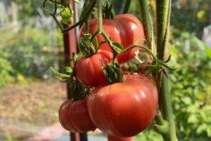 Крупноплодные томаты: достоинства и недостатки. лучшие сорта биф-помидоров