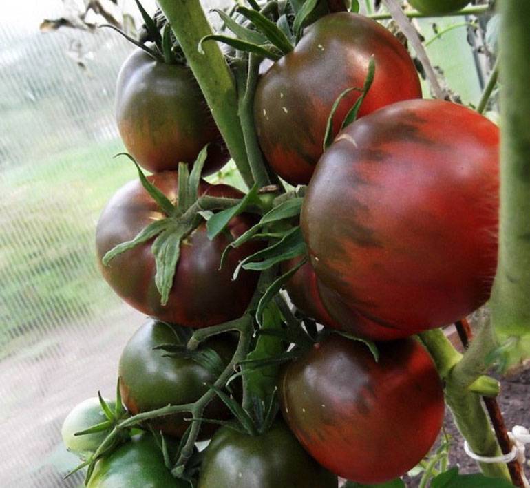 Урожайность, описание и характеристики сорта томата Зимняя вишня