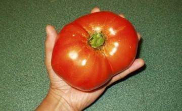 Подарок для любителей овощей — томат русский богатырь: описание сорта и его характеристики