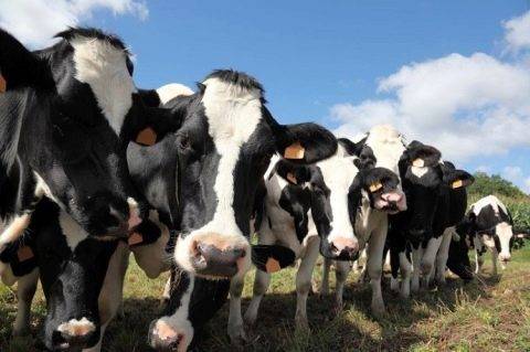 История и описание голландской породы коров, их характеристика и содержание