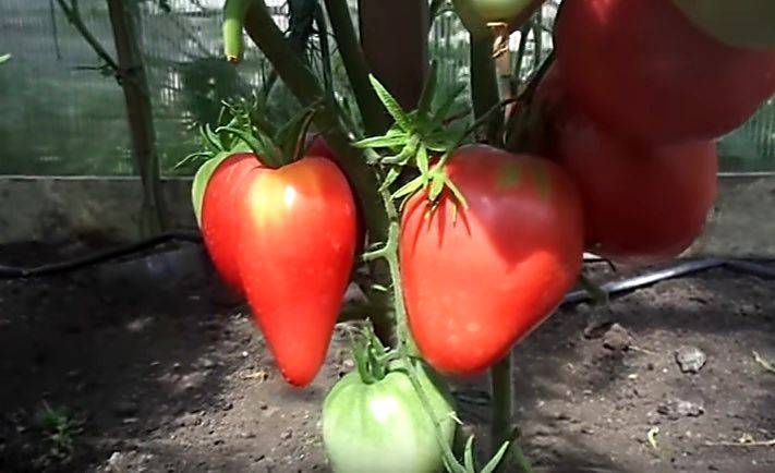Как выращивать томат «красный гигант»