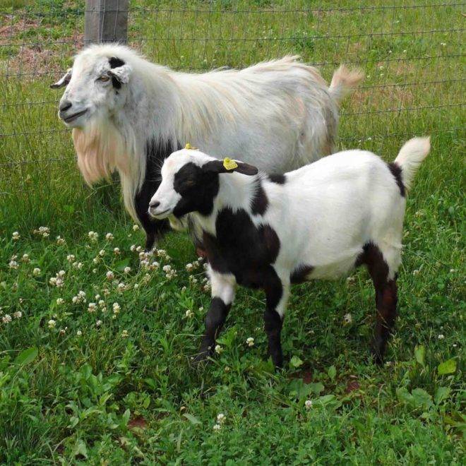 Почему некоторые козы падают в обморок при испуге?
