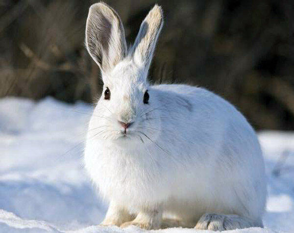 Чем заяц отличается от кролика?