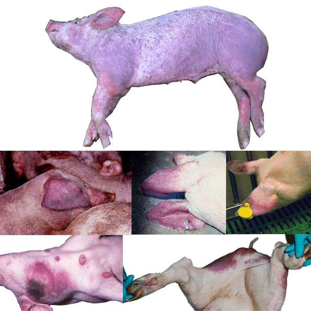 Африканская чума свиней и её опасность для людей
