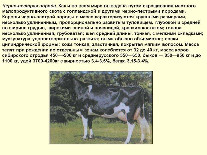 Черно пестрая молочная порода коров: описание, кормление и уход, основные достоинства и недостатки