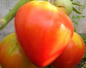 Выращивание томата будёновка