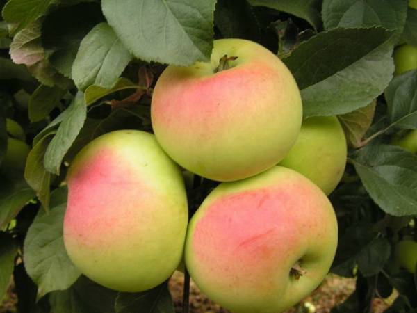 Характеристики и описание яблони сорта Имрус, выращивание, посадка и уход