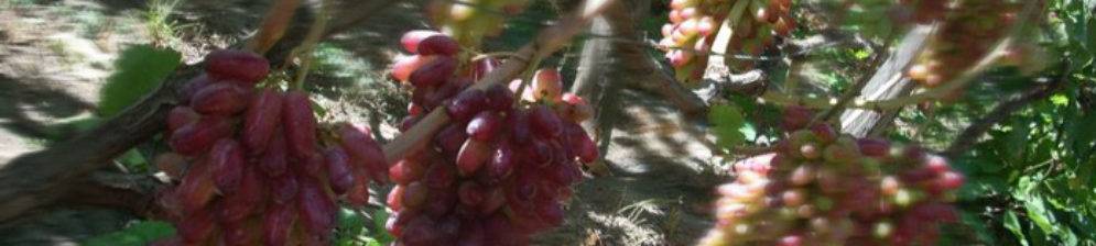 Виноград маникюр фингер: описание сорта, характеристика, особенности выращивания