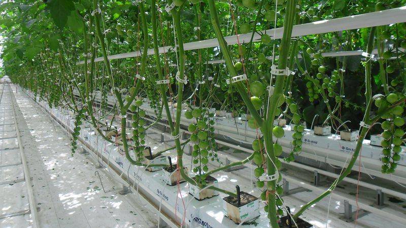Выращивание томатов по голландской технологии