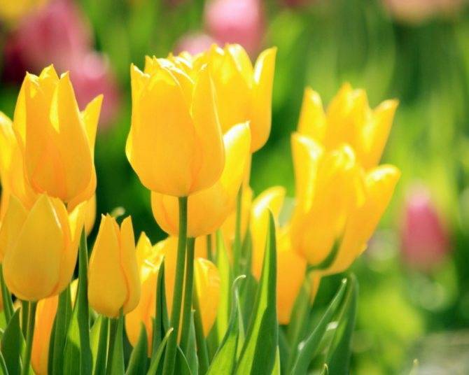 Описание и характеристики лучших и новых сортов тюльпанов