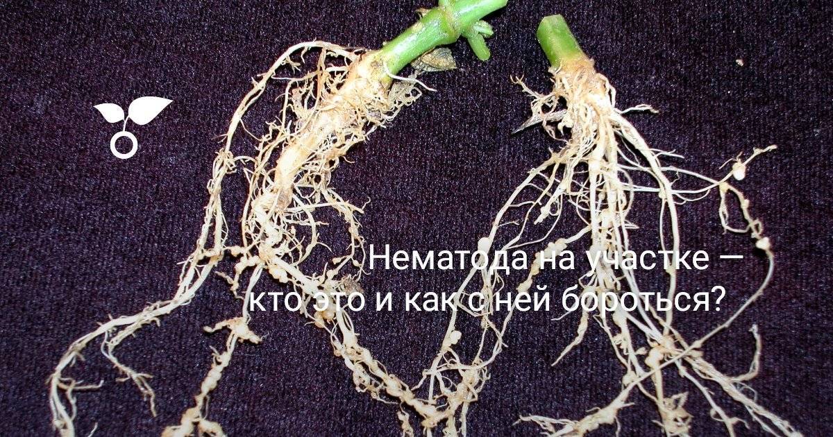 Нематода картофеля: описание болезни, как бороться, профилактика
