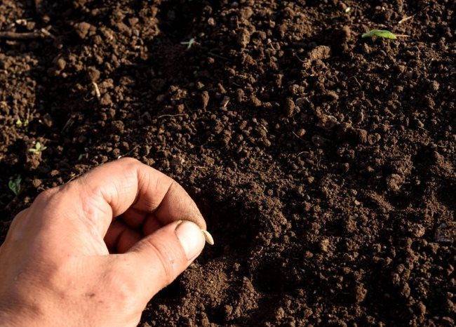 Как сажать огурцы в грунт семенами. 9 важных правил!