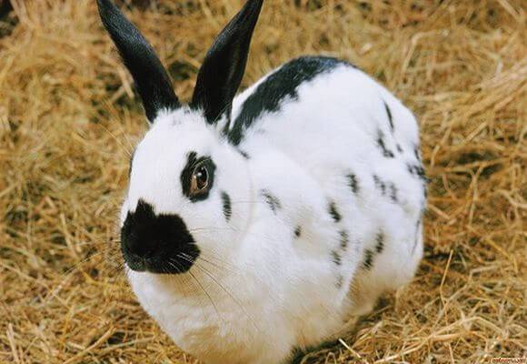 Болезни кроликов, симптомы и их лечение — вздутие живота