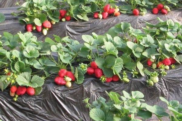 Клубника на пленке или агроволокне: как укрывной материал помогает получить хороший урожай