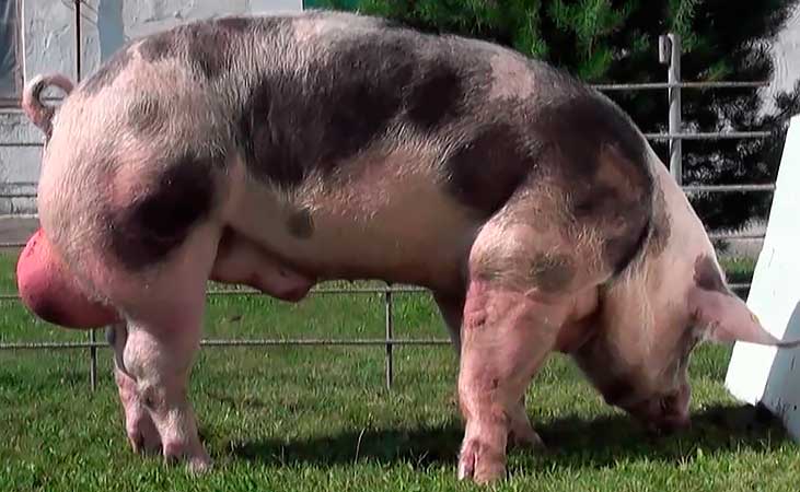 Порода свиней пьетрен