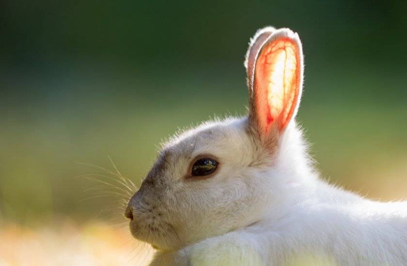 Лечение псороптоза или ушного клеща у кроликов