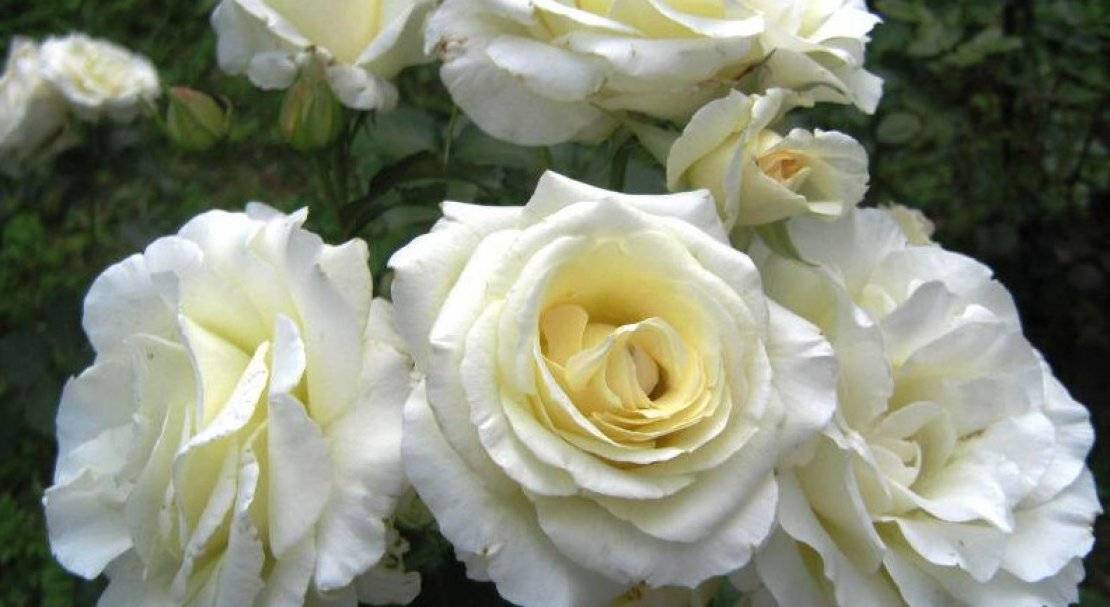 Описание и правила выращивания чайно-гибридной розы сорта Анастасия