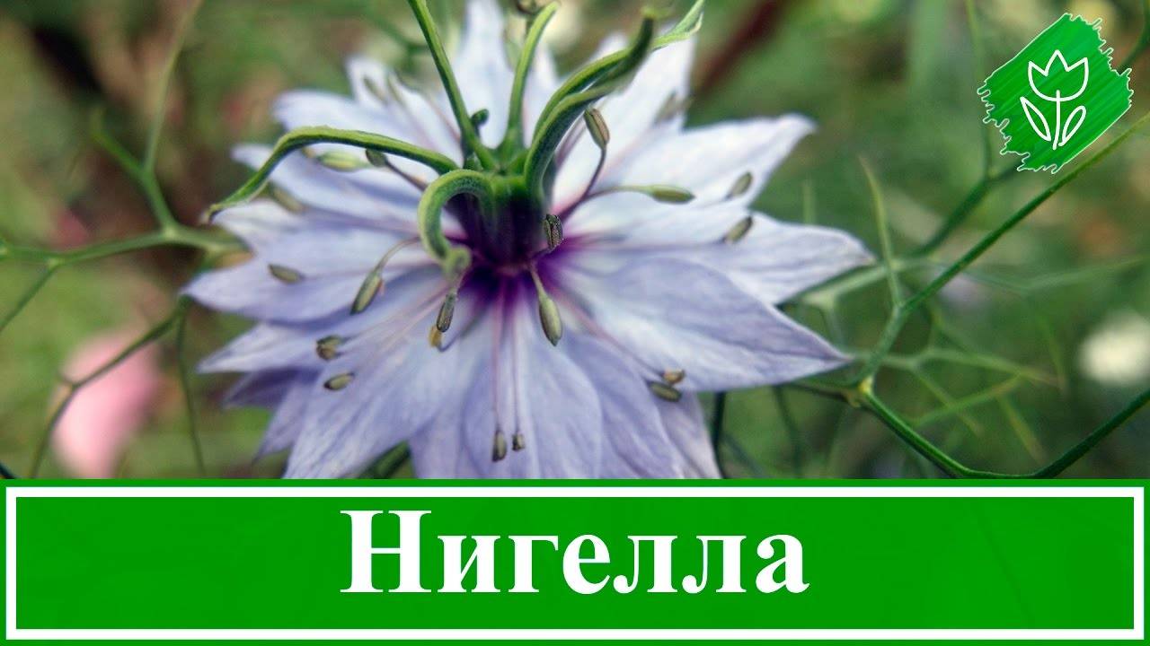 Описание нигеллы, чернушка дамасская и другие виды цветка