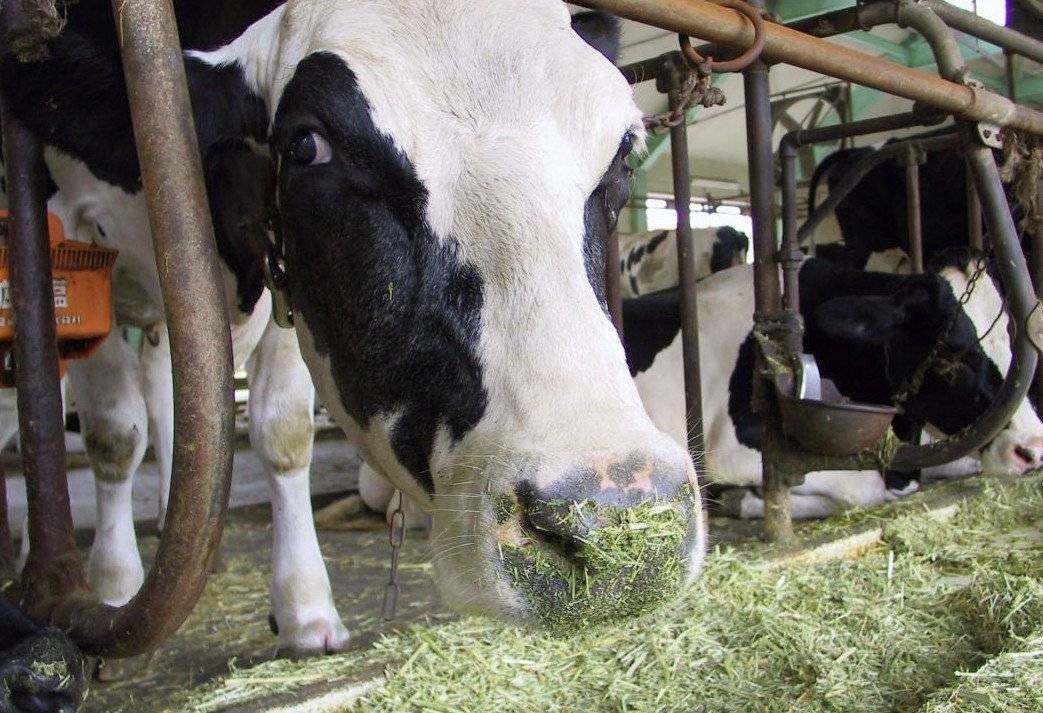 Рацион питания коров: что нужно для высокой продуктивности скота