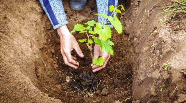 Как правильно посадить виноград (черенки): пошаговая инструкция