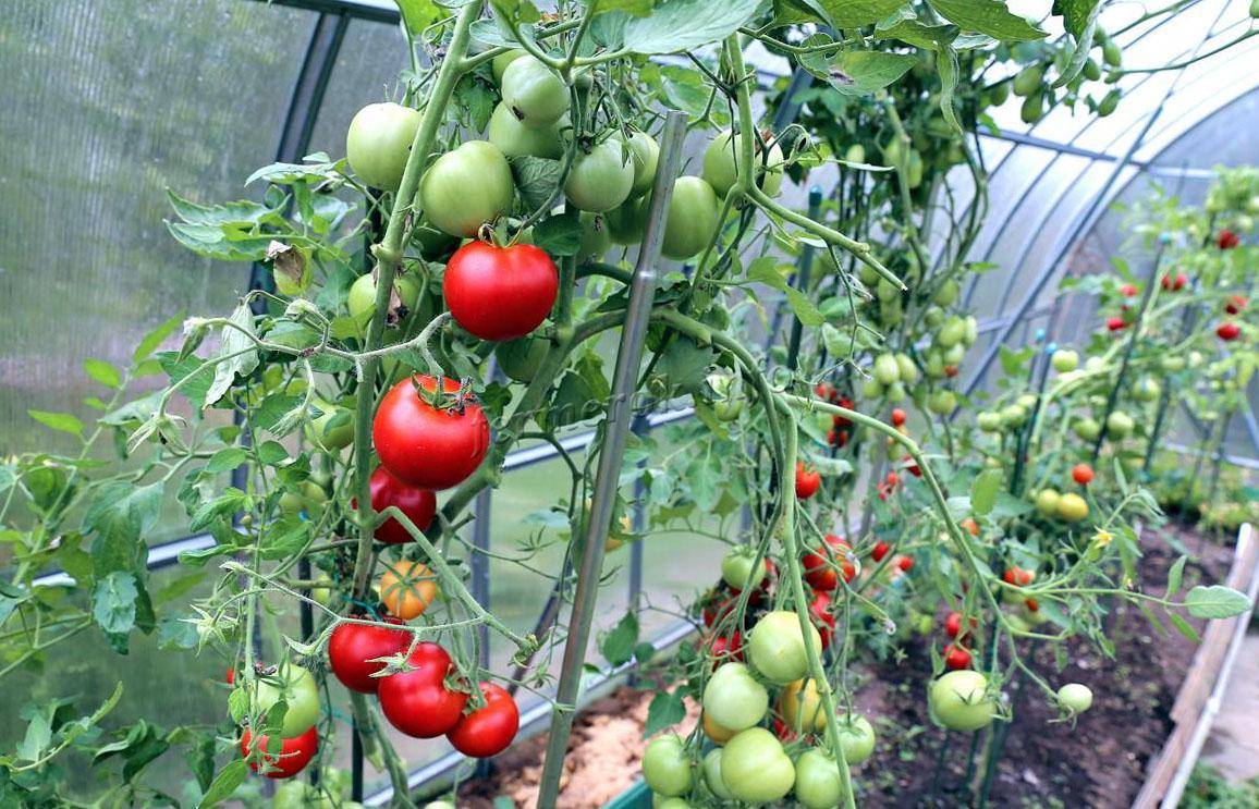 Обзор лучших сортов помидоров для теплиц в подмосковье