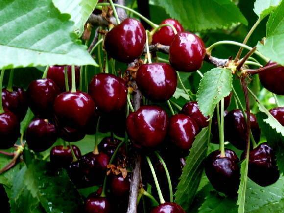 Надежный и пригодный для выращивания в суровом климате сорт черешни ленинградская черная