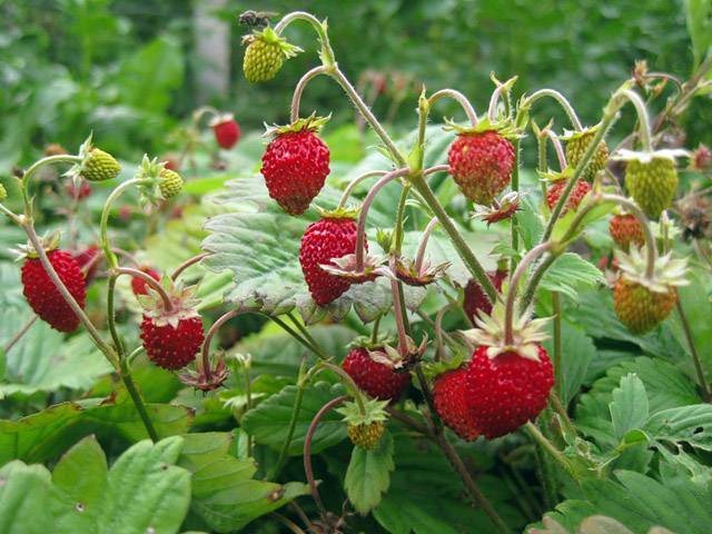 Клубника круглый год – как выращивать по 5-6 урожаев ягод, независимо от поры года