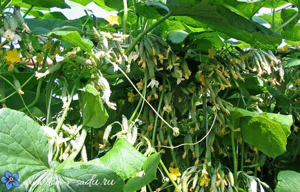 Пучковые огурцы: как вырастить и получить богатый урожай