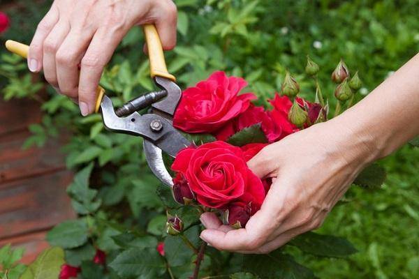 Когда и как правильно обрезать розы, правила ухода, подкормка и полив