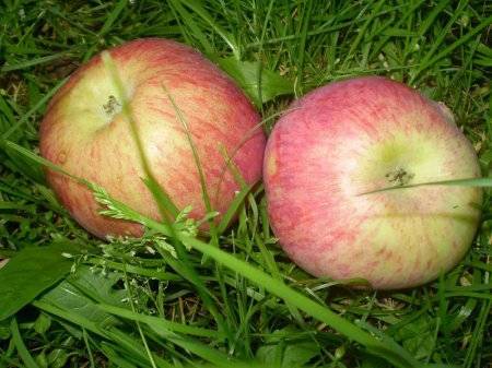 Красивые и вкусные яблоки только на яблоне "орловский пионер"