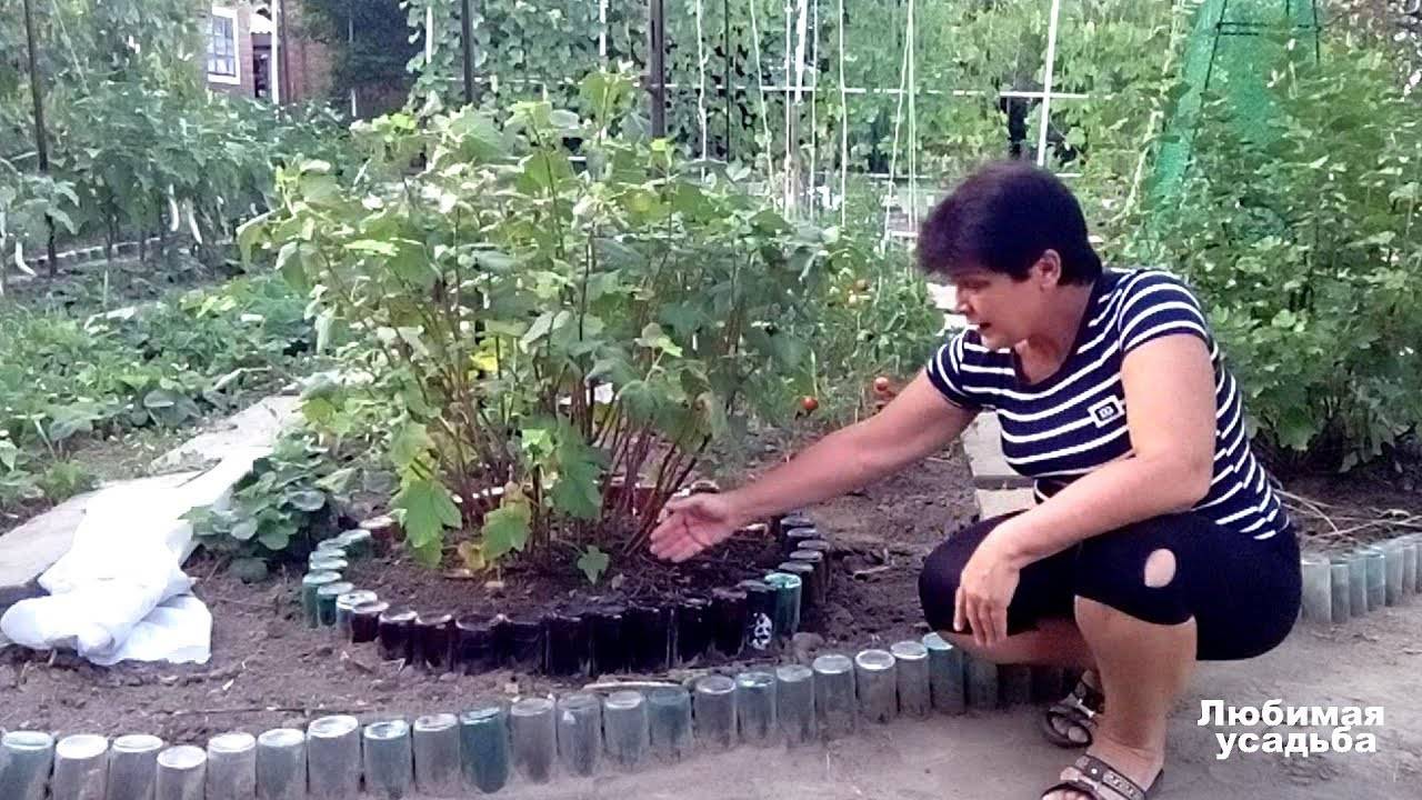 Как огородить смородину своими руками