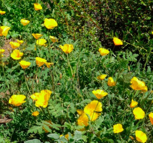 Эшшольция (eschscholzia) цветы — посадка и уход на садовом участке